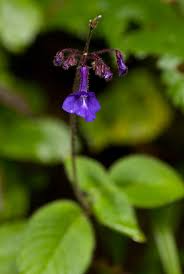 Image result for Streptocarpus glandulosissimus