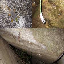 Lee grismer.) the greater mekong region, which sprawls across the countries of cambodia, laos, myanmar, thailand. A Cnemaspis Psychedelica On Hon Khoai Island B Marked C Download Scientific Diagram