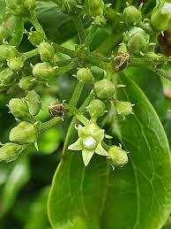 Image result for Strychnos mellodora