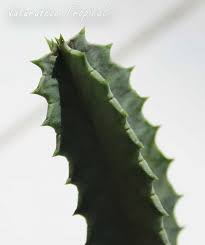 Image result for Huernia kirkii