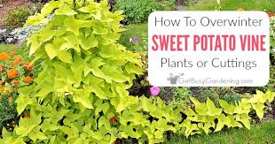 Dec 17, 2014 · in this range, we see the guitar start to disappear at its fundamental frequency (high e string open fundamental is 330 hz). How To Overwinter Sweet Potato Vines Indoors Get Busy Gardening