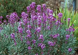 ✔ despatched from mid october ready for planting straight out. Plant Of The Month Erysimum