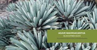 Outdoor kalanchoes need very little care and only require watering if the area is experiencing a time your watering carefully. Kalanchoe Marnieriana Marnier S Kalanchoe Succulents And Sunshine
