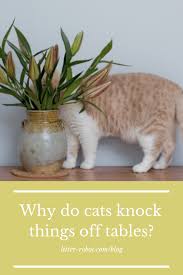 Why Do Cats Knock Things Off Tables Litter Robot Blog Cats Litter Robot Sphynx Cat