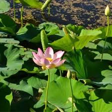 Image result for Lotus discolor