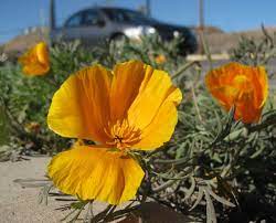 Maybe you would like to learn more about one of these? Peak Wildflower Season In Globe Miami Globe Miami Times