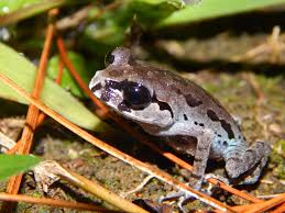 Image result for Leptoderris burundiensis