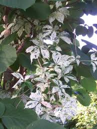 Image result for Parthenocissus