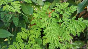 Image result for Moringa