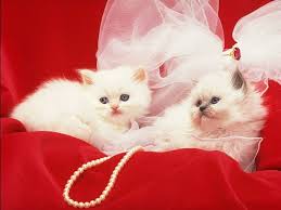 Free Cat Hd Wallpapers Obtain Hd Images New Cute Cat Wallpaper Cute Cats Beautiful Cats