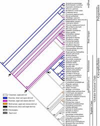 Image result for Hypertelis bowkeriana