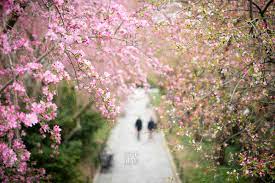 Other flowering trees in central park include it's also a pleasure to watch trees/flowers bud during spring time. Trees Blooming Pink Flowers In Spring In Central Park In New York City Stock Images Page Everypixel