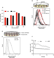 On the molecular mechanisms regulating animal cell size homeostasis. Yap Regulates Cell Size And Growth Dynamics Via Non Cell Autonomous Mediators Elife