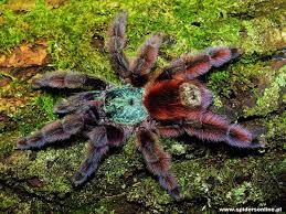 O pequeno uma tarântula (hapalopus sp. Michelotto8legs On Twitter Contando As Pernas Algumas Alcancam Os 30 Centimetros De Envergadura Acredito Que Ja Ouviram Sobre A Aranha Golias Devoradora De Passaros Sao As Aranhas Do Genero Theraphosa Com 3 Especies Representantes Habitam A