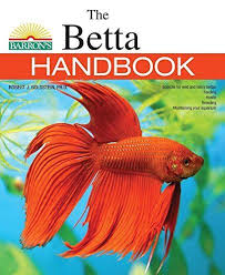 Beginners Guide How To Set Up A Betta Fish Tank Infographic Included Betta Fish Tank Betta Betta Fish Care