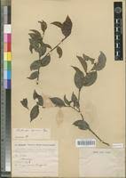 Image result for Chaetocarpus