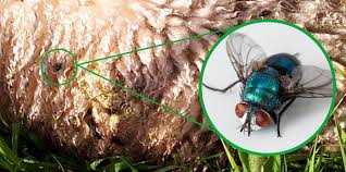 Check out our maggots selection for the very best in unique or custom, handmade pieces from our ожерелье с шармами shops. Flystrike Treatment Prevention Westpoint Farm Vets