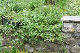 Image result for Aneilema aequinoctiale