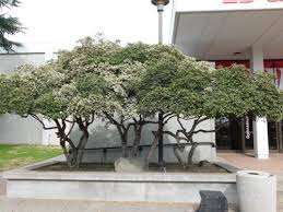 Image result for Pittosporum