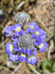 Image result for Wahlenbergia paludicola