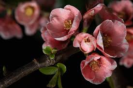 (chaenomeles speciosa) flowering quinces are a group of very winter hardy, disease resistant, deciduous shrubs covered with an abundance of beautiful flowers early each spring. How To Grow Flowering Quince Chaenomeles Gardener S Path