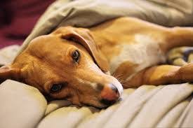 Feed charcoal, coal, coal coke, or alumentum and the endoflames will get done processing before the item(s) despawns. Restricted Exercise The Five Things That Helped Us Survive My Dog S Injury Recovery The Happy Beast
