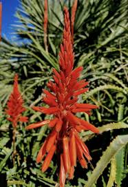 Image result for Aloe arborescens × musapana