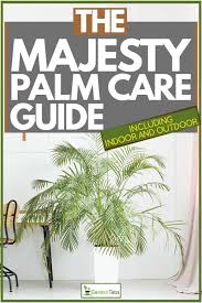 I carry it into the bathroom and soak it thoroughly to water. The Majesty Palm Care Guide Inc Indoor And Outdoor Garden Tabs