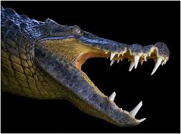 Résultat de recherche d'images pour "krokodil"