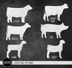 0fea909c03b1589d65c694019e0ba353 Jpg 570 536 Showing Livestock Show Cows Show Cattle