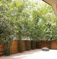 Multiplex is the most common bamboo used for a hedge on the gulf coast. Gallery Bamboo Your Privacy