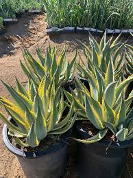 Image result for Buchnera attenuata