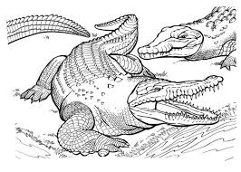 Krokodil Ausmalbilder Ausmalbilder Krokodil Ausmalbilder Ausmalen Bilder