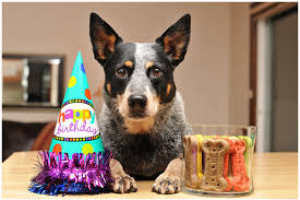 It will look like your puppy can't contain their glee. Birthday Girl 9 27 11 Blue Heeler Dogs Australian Cattle Dog Blue Heeler Austrailian Cattle Dog