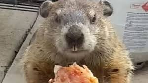 Ahi creo que dice lo gtos comen pizza pero no tiene sentido lo de hacen o hace. Woman Sees Groundhog Eat Pizza Outside Her Quarantine Predicts Life Won T Return For Another 6 Weeks