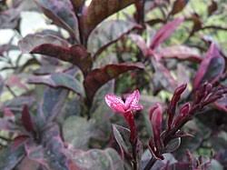 Image result for Pseuderanthemum ludovicianum