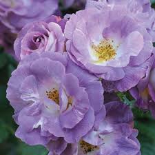 Explore a wide range of the best blue rose plant on aliexpress to find one that suits you! Rose Blue For You Floribunda Rose Shrubs Roses Thompson Morgan Floribunda Rose Beautiful Flowers Rose Shrubs