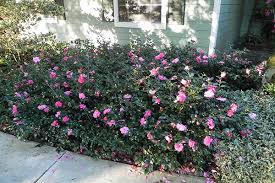 Pin On Project Suwanee Front Yard Redo