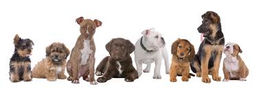 Image result for all different puppies in one picture