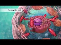 We did not find results for: Lesson 1 Inside The Cell Video The Microscopic Internal Structures Within A Human Cell Are Shown In This 3d High School Biology Science Cells Cell Structure