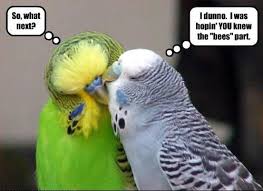 Funny Bird Love Image For Fb Share Graphics99 Com Funny Birds Funny Bird Pictures Funny Parrots