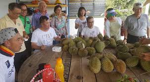 We can't say we are organic but we sell. Taiwanese Tourist Enjoy Musang King Lucky Durian Farm Facebook