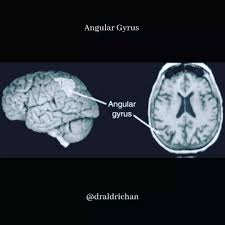 The Angular Gyrus (AG) is a portion of the parietal lobe that, along with  the supramarginal gyrus, constitutes a part of the inferior parietal  lobule. Its location at the junction between the
