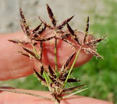 Image result for Cyperus renschii