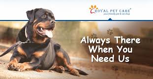 It has easy access, great parking and wonderful decor. At Royal Pet Care Jp Nagar You Can Buy Pet Food And Products Of All Leading Brands Our Pet Clinic Handles Vaccinatio Dog Boarding Near Me Pet Clinic Pet Care