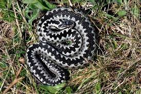 I advice you to follow the trails to avoid vipers (hoggorm). Hoggorm Store Norske Leksikon