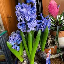 Many dream experts believe that a flower dream's meaning depends upon the type of flower in the dream. Interpret My Dream About Flowers