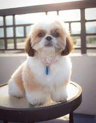 3 Style 3 Teddy Bear Shih Tzu Haircut Now This Style Is Very Easy And Will Make Your Canine Hairball Look Like St Shih Tzu Puppy Shih Tzu Shih Tzu Haircuts