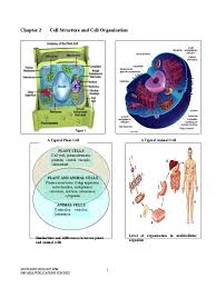 So it is called as the structural and functional unit of life. Chapter 2 Cell Structure And Cell Organisation Endoplasmic Reticulum Tissue Biology