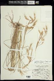 Image result for Andropogon fastigiatus